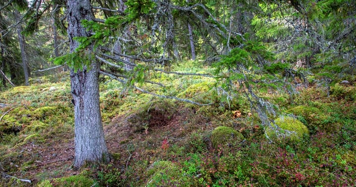 Hur ska regeringen rädda de sista naturskogarna?