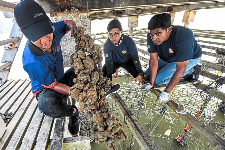 Monitoring mussel contamination