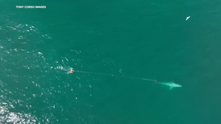 Crews working to free entangled whale in waters off Daly City beach