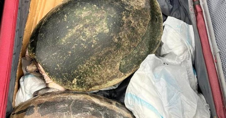 Passenger caught smuggling 63 live turtles worth RM498k