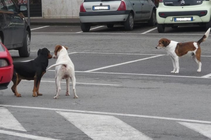 "Mio padre aggredito da un cane davanti casa in via Vetulonia"