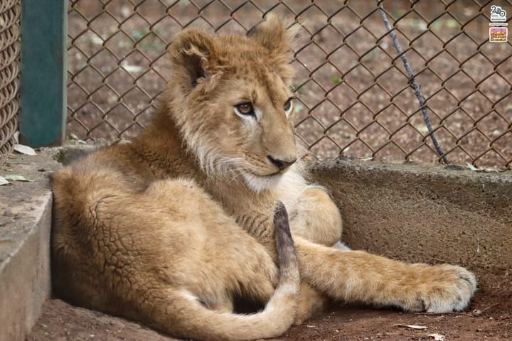 Pendiente Zoo de Morelia de atención a guanacos y león africano