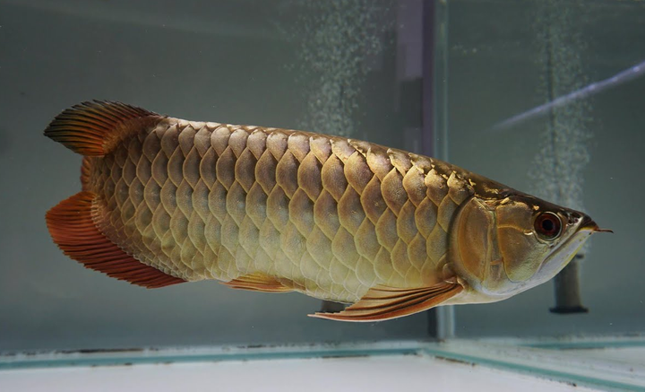 Arowana worth RM78 million exported