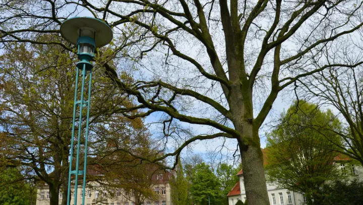 Kosten steigen auf 1,2 Millionen Euro: Beleuchtung in Cloppenburger Stadtpark und Umfeld wird (noch) nicht modernisiert