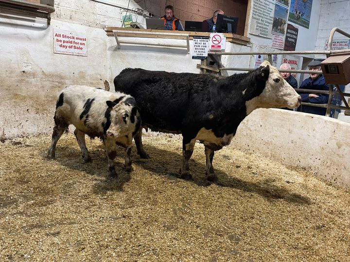 Mart report: General and organic cattle prices at Drumshanbo - Agriland.ie