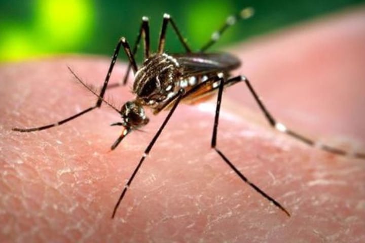 Sin casos confirmados de dengue en Morelia; prevalece la alerta