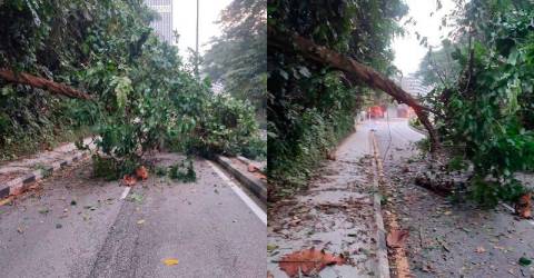 Another tree falls, this time in Raja Chulan road