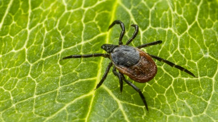 Invazie de capuse in parcurile din Alba Iulia! Autoritatile sunt coplesite de numarul ridicat de insecte: care este cauza