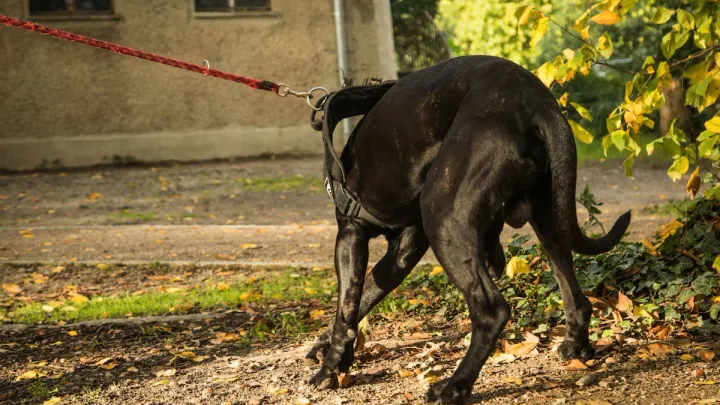 Versicherung für den Hund - was gilt bei Schäden?