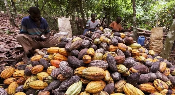 El país requiere renovar plantación de cacao para aprovechar apreciación