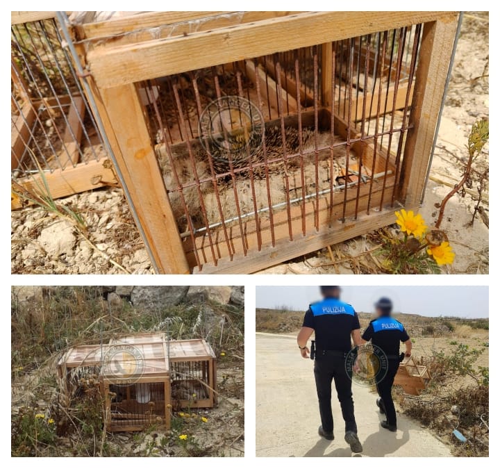 Gozo - Police confiscate illegal quail trap containing dead hedgehog