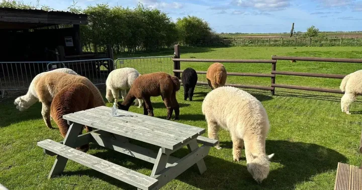 The farm near Cambridgeshire where you can picnic with alpacas