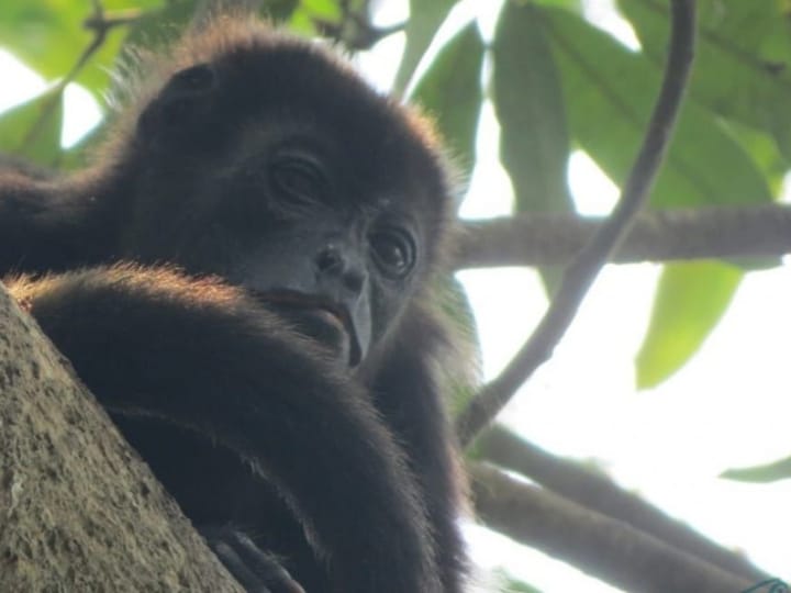 Altas temperaturas, posible causa de muerte de monos aulladores en Tabasco - Cambio de Michoacán