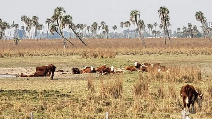 Uruguay decreta 120 días de emergencia agropecuaria por las inundaciones