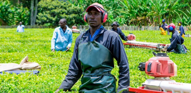 Lipton Teas halts earlier plan to fully acquire Limuru Tea