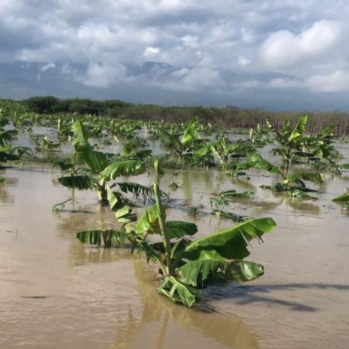 Más de cinco mil tareas agro fueron afectadas por lluvias