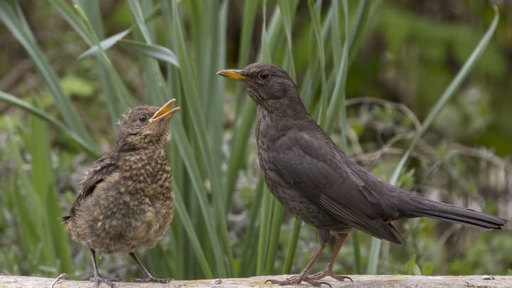 Vogelzählung: LBV rief wieder zur "Stunde der Gartenvögel"