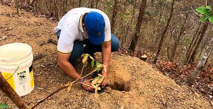 Colegiales y militares impulsan gran  jornada de reforestación en Danlí - Diario La Tribuna