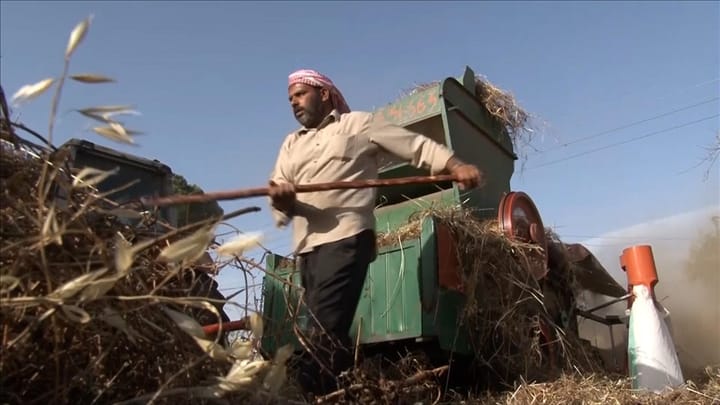 موسم القمح بجنوب لبنان.. حصاد مبكر تحت القصف