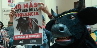 Califican de hito decisión de prohibir corridas de toros en Colombia