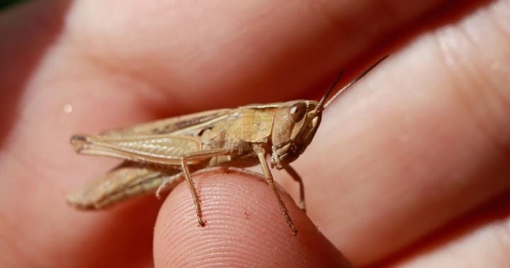 Tag der "Jungen Naturwächter" stärkt Naturschutz