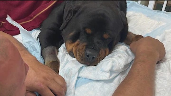 Florida family makes cross-county journey to save dog bitten by rattlesnake