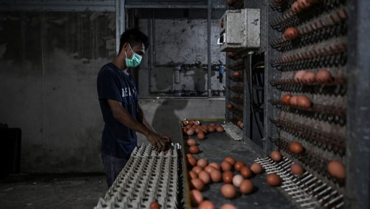 Malaysia cracks out reduced prices for eggs, though experts raise supply issue concerns