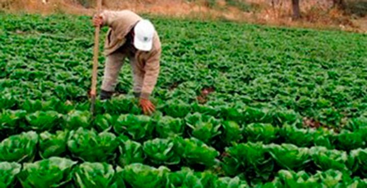 Anuncian políticas públicas a favor del sector campesino - Diario La Tribuna