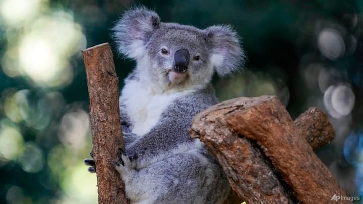 Australia's koalas under serious threat as opening of national park delayed