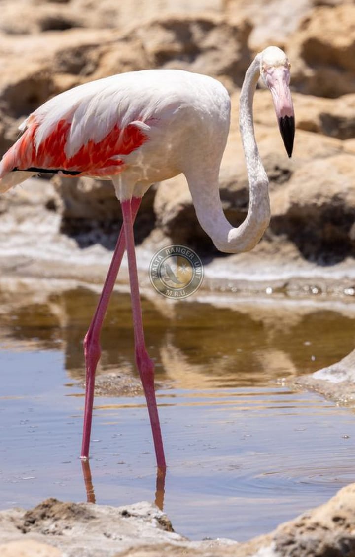 Gozo flamingo - BirdLife commends action of volunteers led by the MRU