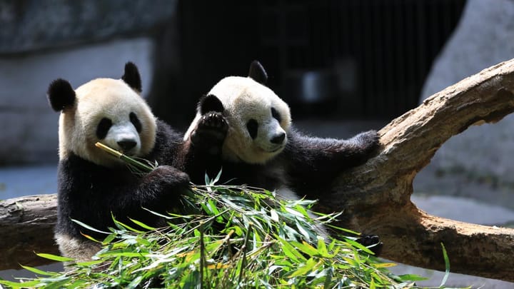 Berperilaku Buruk, 12 Turis Dilarang Kunjungi Pusat Penangkaran Panda Raksasa di China Seumur Hidup